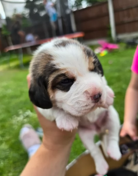bellissimi cuccioli Beagle maschio e femmina inadozione | Foto 3