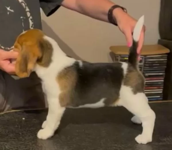bellissimi cuccioli Beagle maschio e femmina inadozione | Foto 2