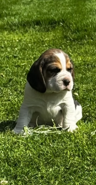 bellissimi cuccioli Beagle maschio e femmina inadozione | Foto 5