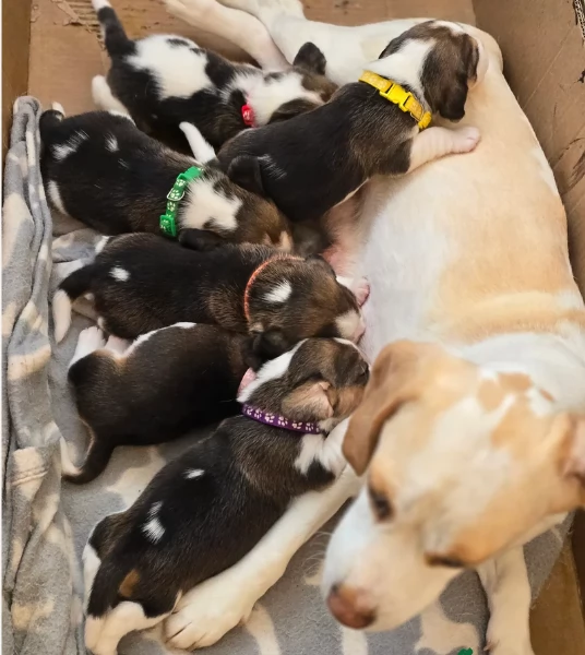 bellissimi cuccioli Beagle maschio e femmina inadozione | Foto 4