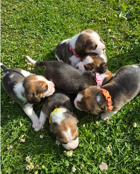 bellissimi cuccioli Beagle maschio e femmina inadozione | Foto 3
