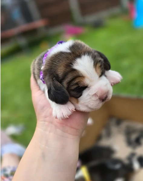 bellissimi cuccioli Beagle maschio e femmina inadozione | Foto 2