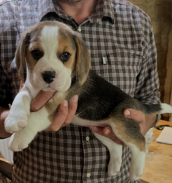 bellissimi cuccioli Beagle maschio e femmina inadozione | Foto 0