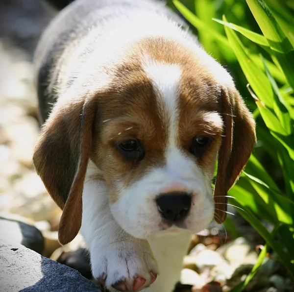 bellissimi cuccioli Beagle maschio e femmina inadozione | Foto 5