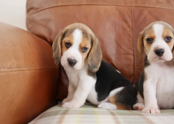 bellissimi cuccioli Beagle maschio e femmina inadozione | Foto 3