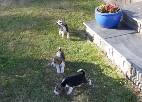 bellissimi cuccioli Beagle maschio e femmina inadozione | Foto 2