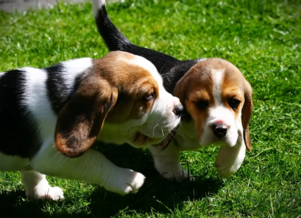bellissimi cuccioli Beagle maschio e femmina inadozione | Foto 0