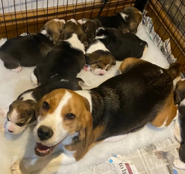 bellissimi cuccioli Beagle maschio e femmina inadozione | Foto 4