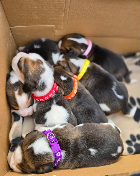 bellissimi cuccioli Beagle maschio e femmina inadozione | Foto 2