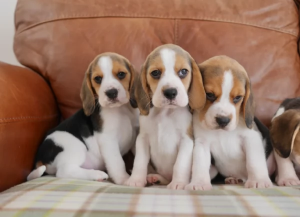 bellissimi cuccioli Beagle maschio e femmina inadozione | Foto 0