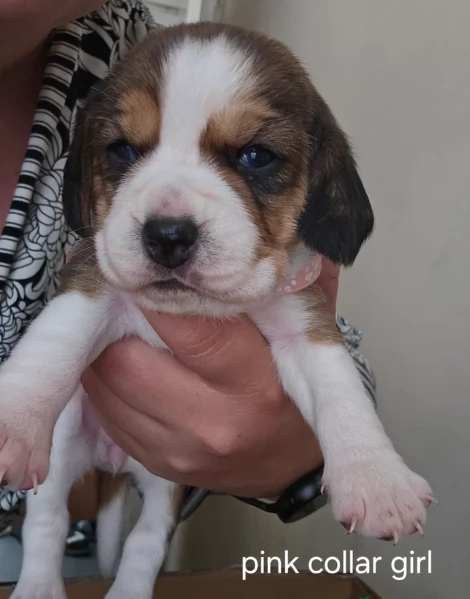 bellissimi cuccioli Beagle maschio e femmina inadozione | Foto 6