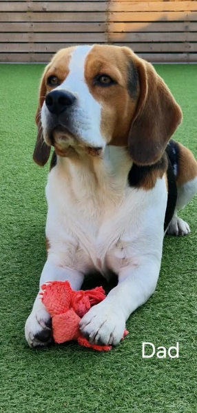 bellissimi cuccioli Beagle maschio e femmina inadozione | Foto 3