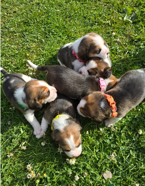 bellissimi cuccioli Beagle maschio e femmina inadozione