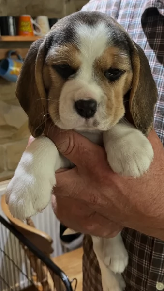 bellissimi cuccioli Beagle maschio e femmina inadozione | Foto 1