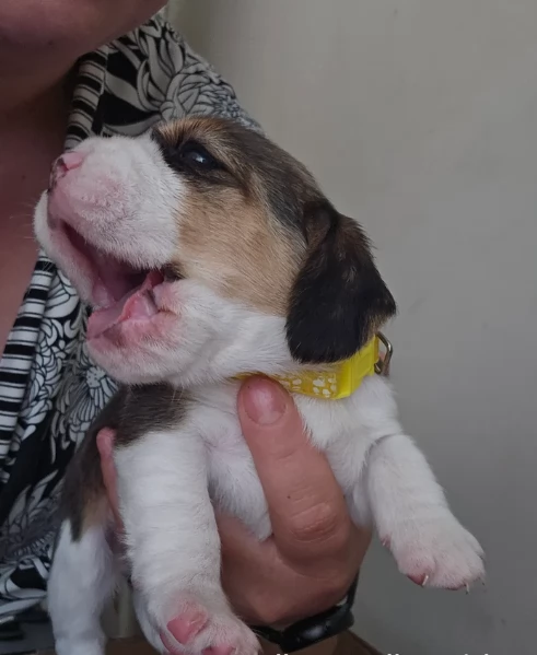 bellissimi cuccioli Beagle maschio e femmina inadozione | Foto 4