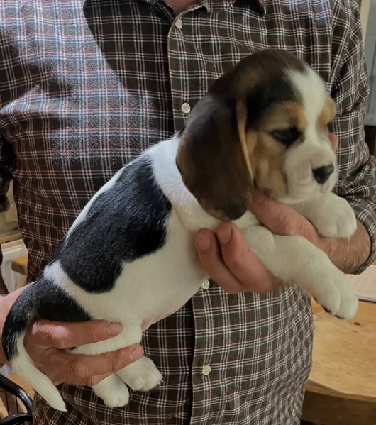 bellissimi cuccioli Beagle maschio e femmina inadozione | Foto 0
