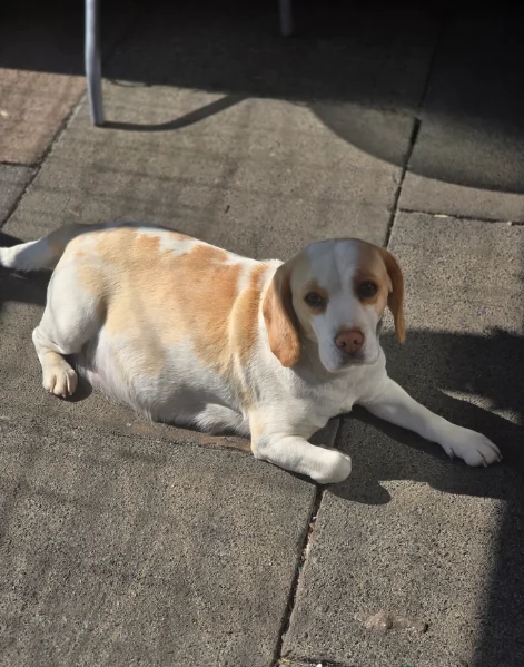 bellissimi cuccioli Beagle maschio e femmina inadozione | Foto 6