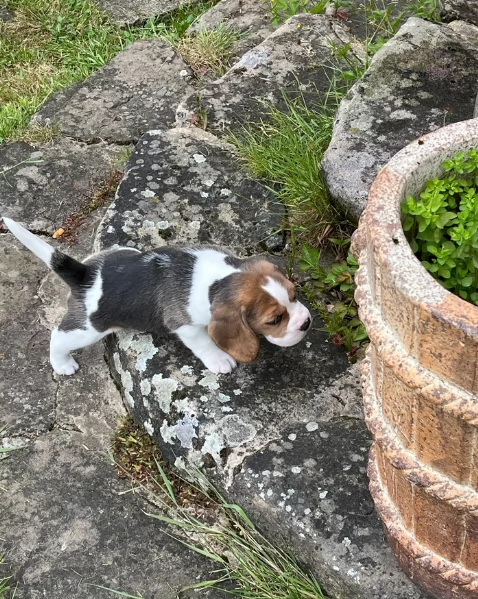bellissimi cuccioli Beagle maschio e femmina inadozione | Foto 2