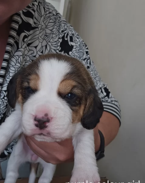 bellissimi cuccioli Beagle maschio e femmina inadozione | Foto 3
