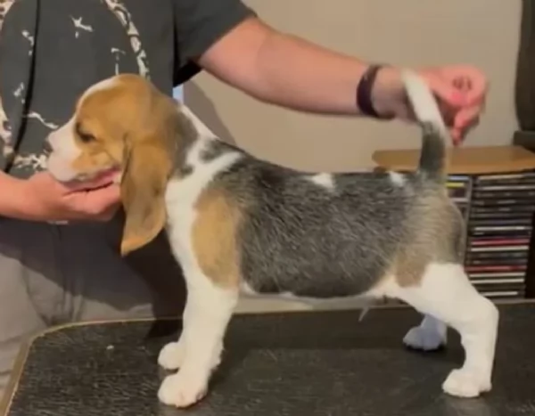 bellissimi cuccioli Beagle maschio e femmina inadozione | Foto 2