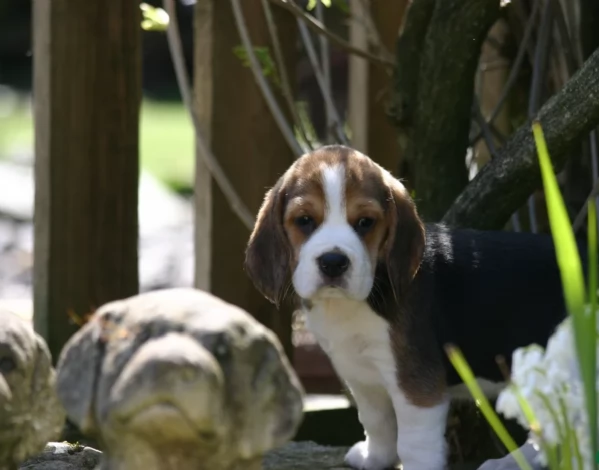 bellissimi cuccioli Beagle maschio e femmina inadozione | Foto 0