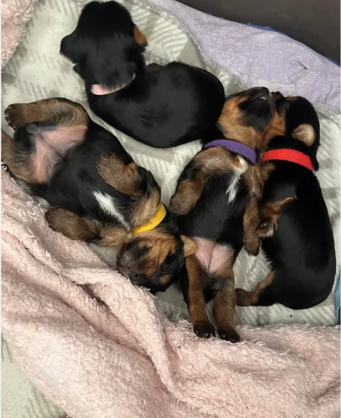 cucciolo di Yorkshire Terrier per adozione | Foto 3