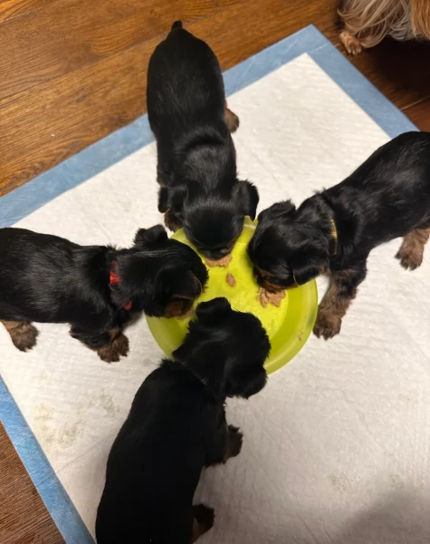 cucciolo di Yorkshire Terrier per adozione | Foto 0