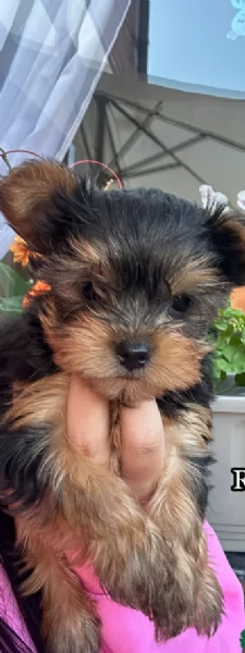 cucciolo di Yorkshire Terrier per adozione | Foto 3