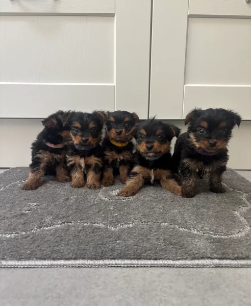 cucciolo di Yorkshire Terrier per adozione