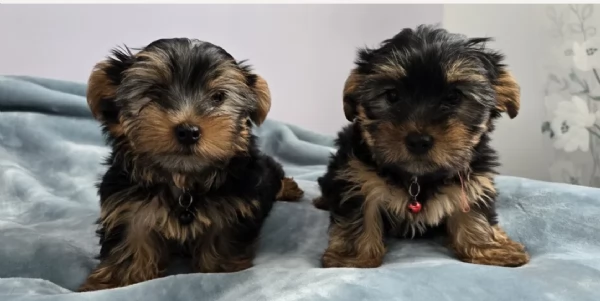 cucciolo di Yorkshire Terrier per adozione | Foto 1