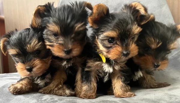 cucciolo di Yorkshire Terrier per adozione | Foto 3