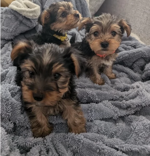 cucciolo di Yorkshire Terrier per adozione