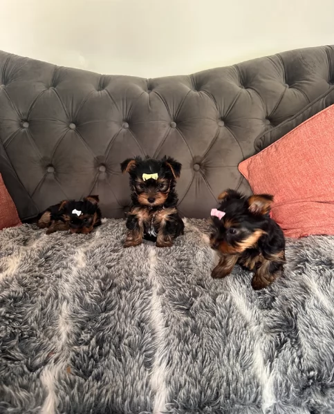 cucciolo di Yorkshire Terrier per adozione | Foto 3