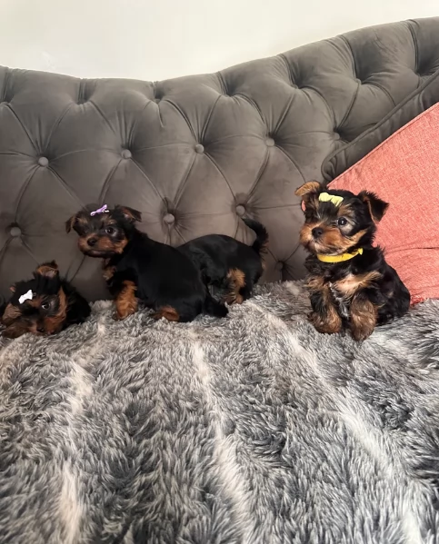 cucciolo di Yorkshire Terrier per adozione | Foto 0