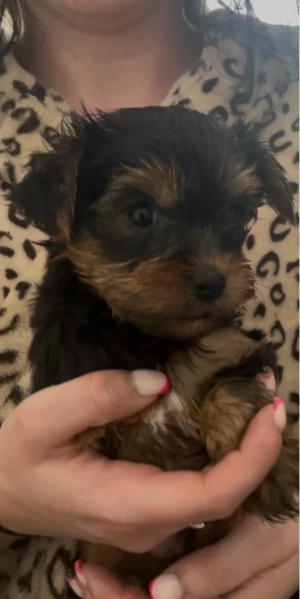 cucciolo di Yorkshire Terrier per adozione | Foto 5
