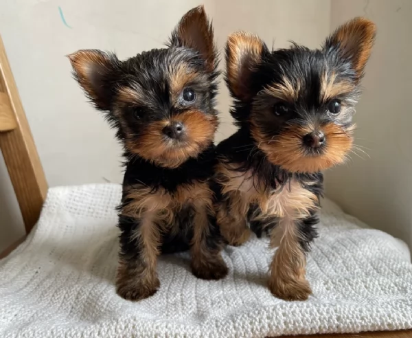 cucciolo di Yorkshire Terrier per adozione | Foto 4