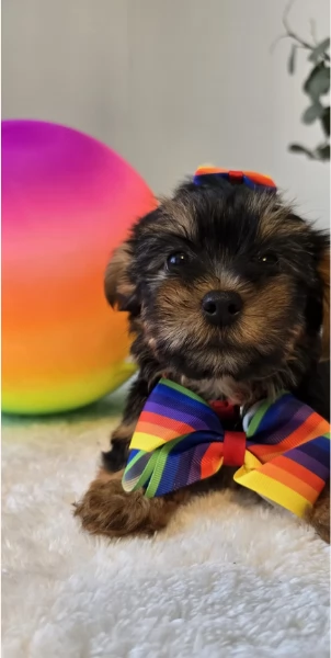 cucciolo di Yorkshire Terrier per adozione