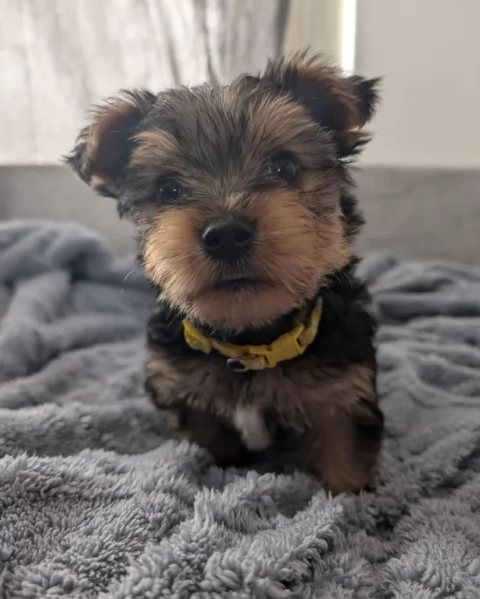 cucciolo di Yorkshire Terrier per adozione | Foto 3
