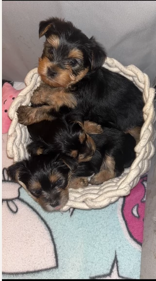 cucciolo di Yorkshire Terrier per adozione | Foto 1