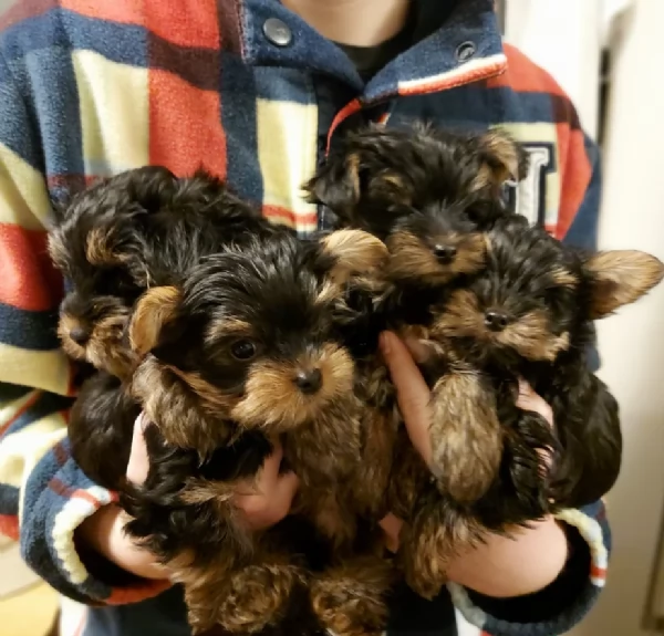 cucciolo di Yorkshire Terrier per adozione | Foto 4