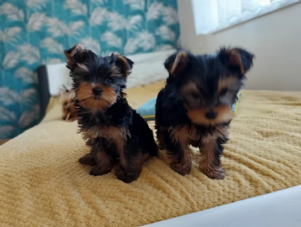 cucciolo di Yorkshire Terrier per adozione | Foto 3