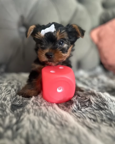 cucciolo di Yorkshire Terrier per adozione | Foto 2