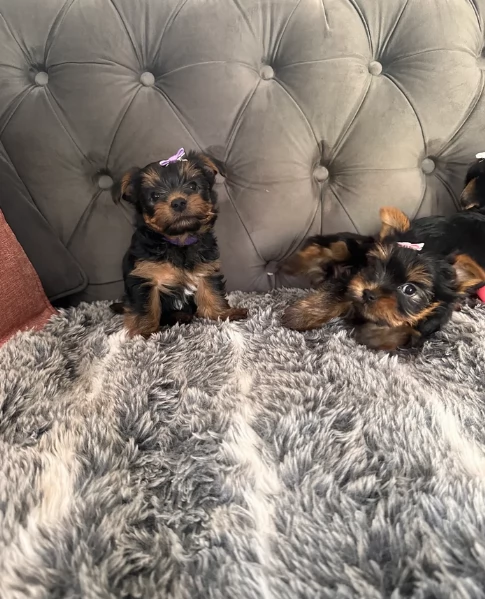 cucciolo di Yorkshire Terrier per adozione | Foto 4