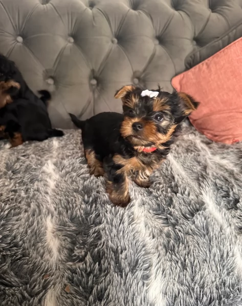cucciolo di Yorkshire Terrier per adozione | Foto 3