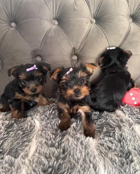 cucciolo di Yorkshire Terrier per adozione | Foto 2