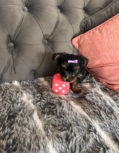 cucciolo di Yorkshire Terrier per adozione | Foto 2