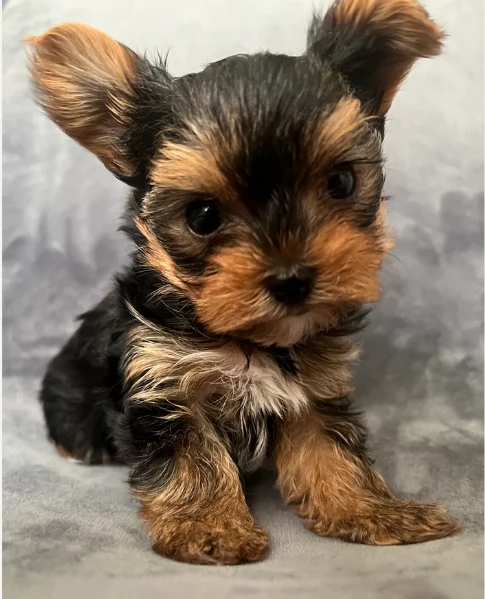 cucciolo di Yorkshire Terrier per adozione | Foto 21