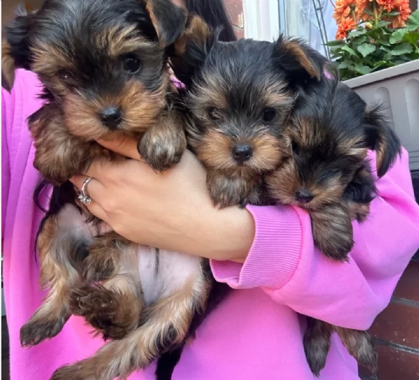 cucciolo di Yorkshire Terrier per adozione | Foto 19