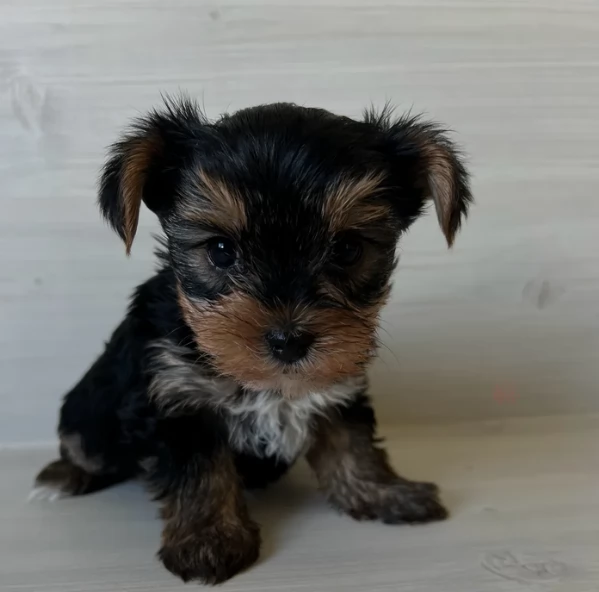 cucciolo di Yorkshire Terrier per adozione | Foto 18