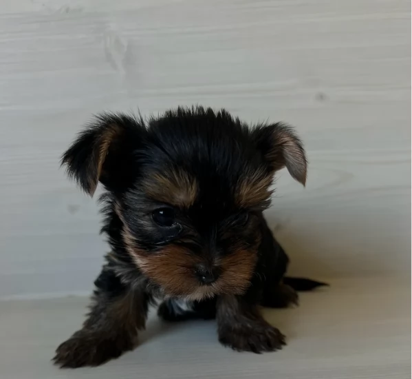 cucciolo di Yorkshire Terrier per adozione | Foto 17